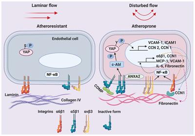 Shear-Regulated Extracellular Microenvironments and Endothelial Cell Surface Integrin Receptors Intertwine in Atherosclerosis